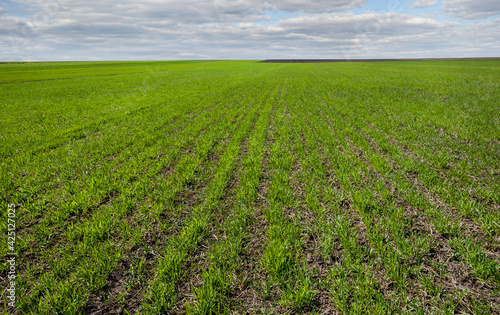 rows of green young wheat or rye field , the concept of agriculture