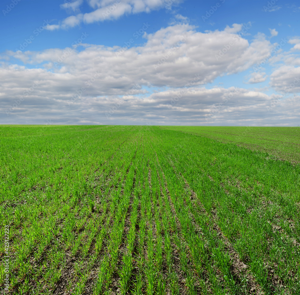 field of winter wheat, rows of spring, beautiful cloudy sky field of winter wheat, rows of spring, beautiful cloudy sky