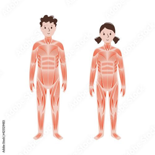 Human muscular system