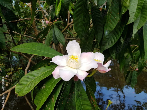 
Beautiful, fragrant Gustavia hexapetala flower, Lecythidaceae family. Amazon rainforest, Brazil 
 photo