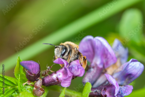 Foto Close-up alfalfa leafcutting bee on violet lucerne bloom
