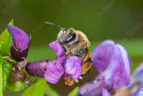Photo Close-up alfalfa leafcutting bee on violet lucerne bloom