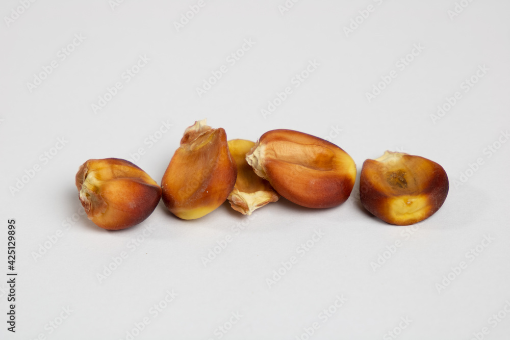 Obraz premium Capulí - Peruvian corn variety.