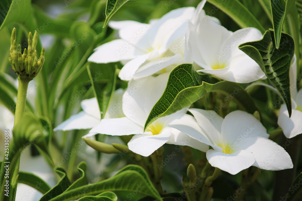 Obraz premium A beautiful close-up view of the jasmine flower.