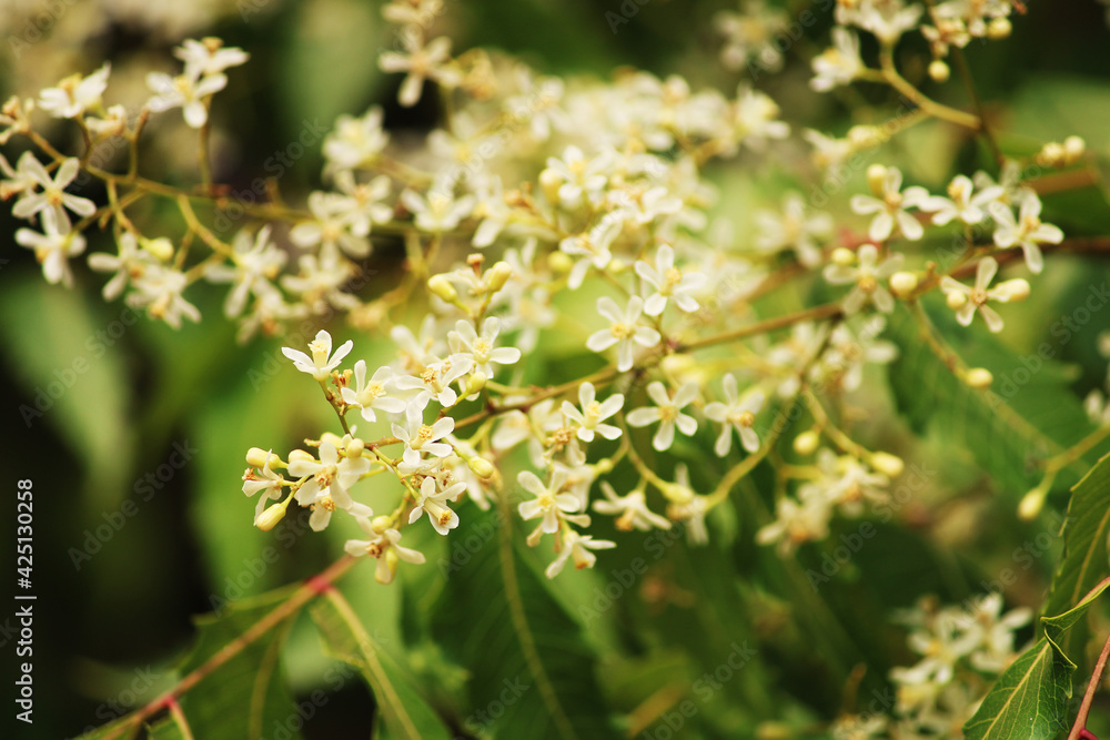 A beautiful close-up view of the Neem flower. A beautiful close-up view of the Neem flower.