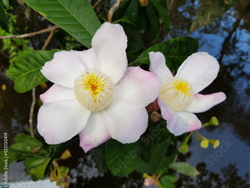 
Beautiful, fragrant Gustavia hexapetala flower, Lecythidaceae family. Amazon rainforest, Brazil 
 photo