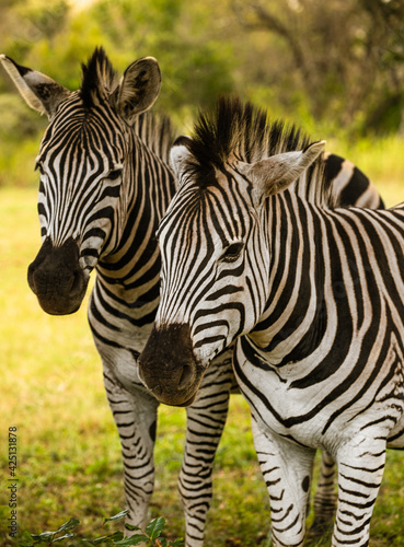 Portrait shot of Zebras standing in the great African grassland