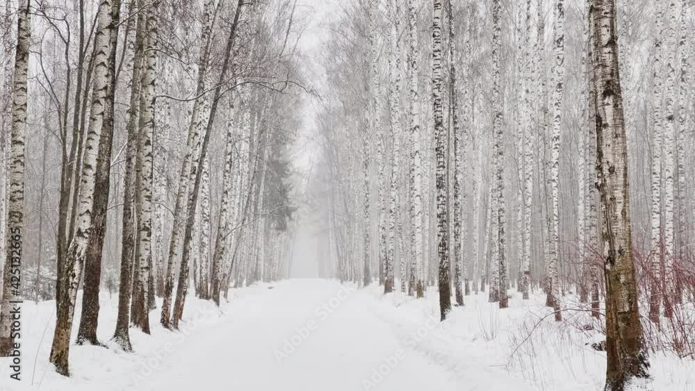 Slow video as goes a heavy snow in the wood, Large flakes of snow, wild park, winter trees, the massif from a trunk of trees, blizzard. Forest abstract background, slow motion, nobody Slow video as goes a heavy snow in the wood, Large flakes of snow, wild park, winter trees, the massif from a trunk of trees, blizzard. Forest abstract background, slow motion, nobody