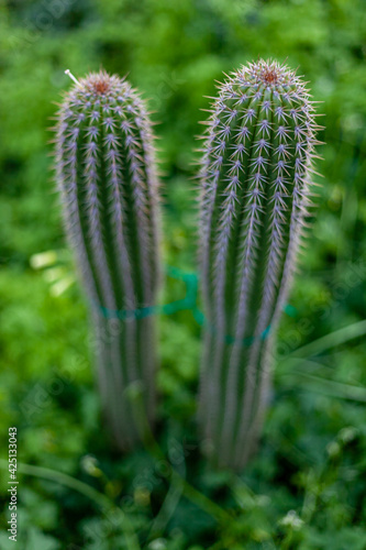 close up of cactus 