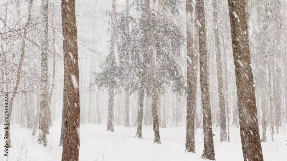 Slow video as goes a heavy snow in the wood, Large flakes of snow, wild park, winter trees, the massif from a trunk of trees, blizzard. Forest abstract background, slow motion, nobody Slow video as goes a heavy snow in the wood, Large flakes of snow, wild park, winter trees, the massif from a trunk of trees, blizzard. Forest abstract background, slow motion, nobody