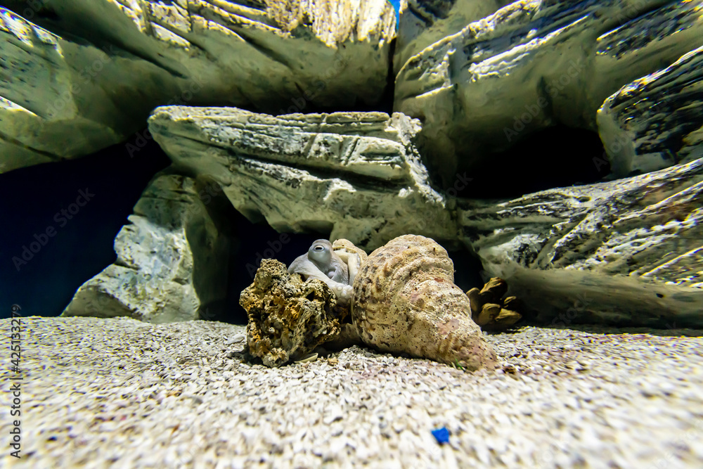 A small squid hidden in a shell.