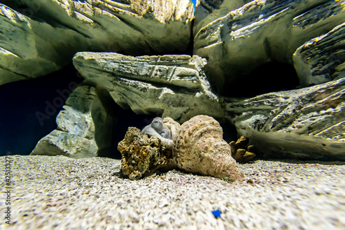 Obraz na płótnie A small squid hidden in a shell. w salonie