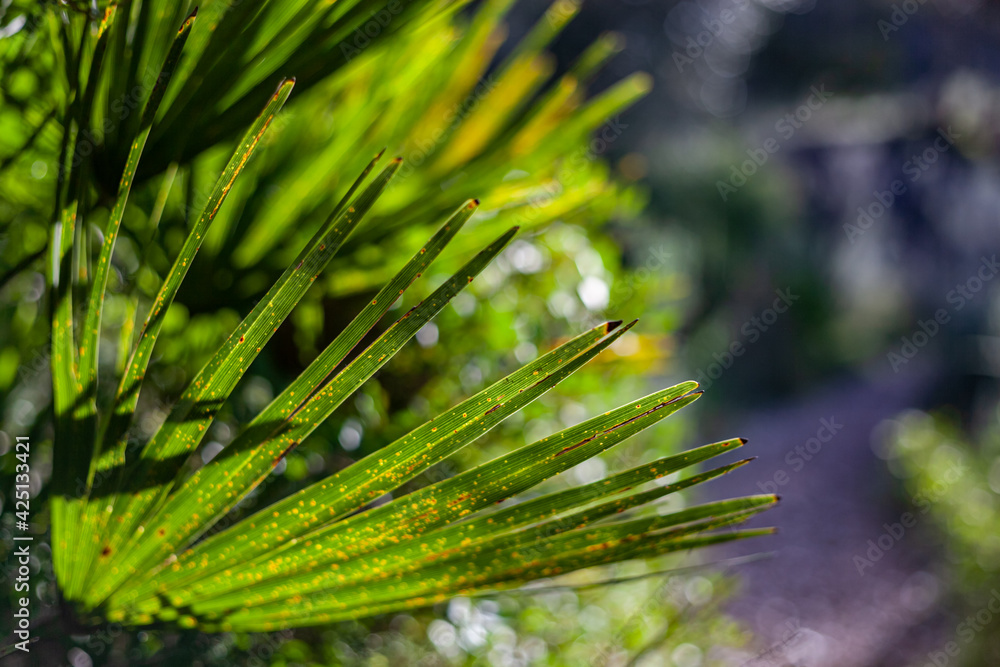 close up of green plant with spikes close up of green plant with spikes
