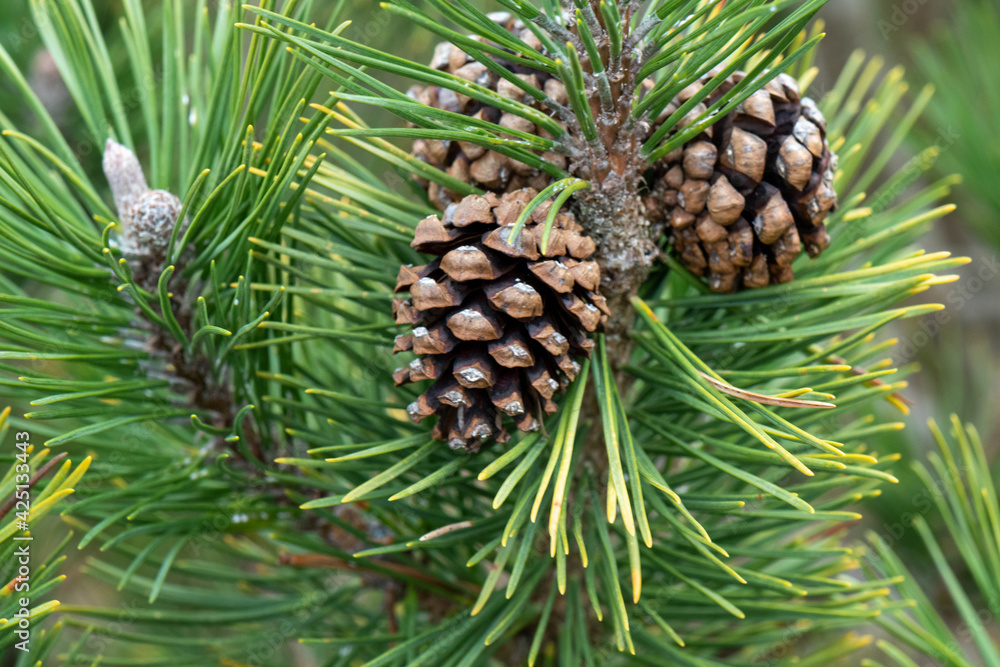 pine cones on a branch pine cones on a branch