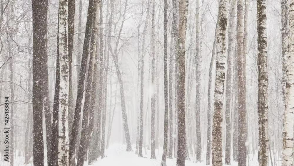Slow video as goes a heavy snow in the wood, Large flakes of snow, wild park, winter trees, the massif from a trunk of trees, blizzard. Forest abstract background, slow motion, nobody Slow video as goes a heavy snow in the wood, Large flakes of snow, wild park, winter trees, the massif from a trunk of trees, blizzard. Forest abstract background, slow motion, nobody
