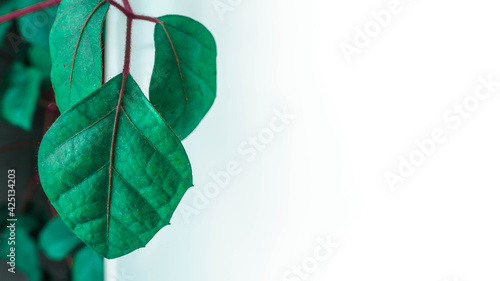 Foto Home plant Birch Roicissasus, a place for text