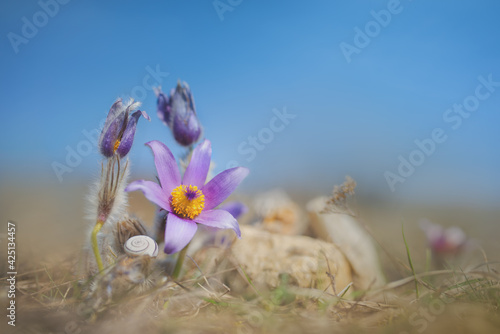 Greater pasque flowers (pulsatilla grandis) - species of flowering plant in the genus Pulsatilla of the family Ranunculaceae. Grows on calcium-rich soil in dry grasslands or in rocky outcrops. photo