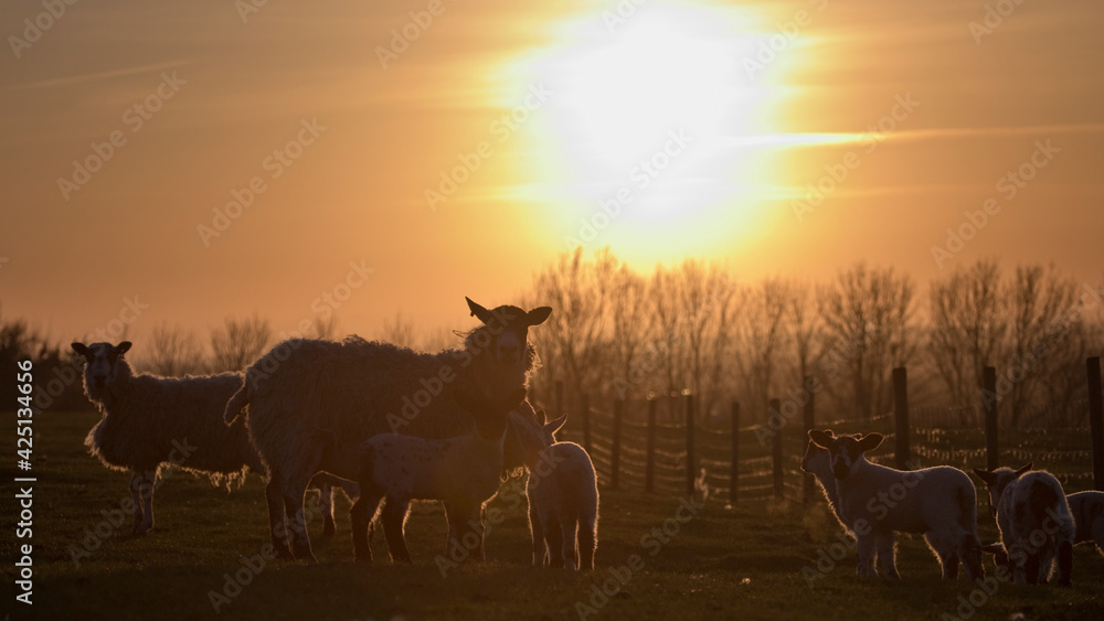 Fototapeta premium Sheep and lambs in a field in springtime at sunset, North Yorkshire, England, United Kingdom