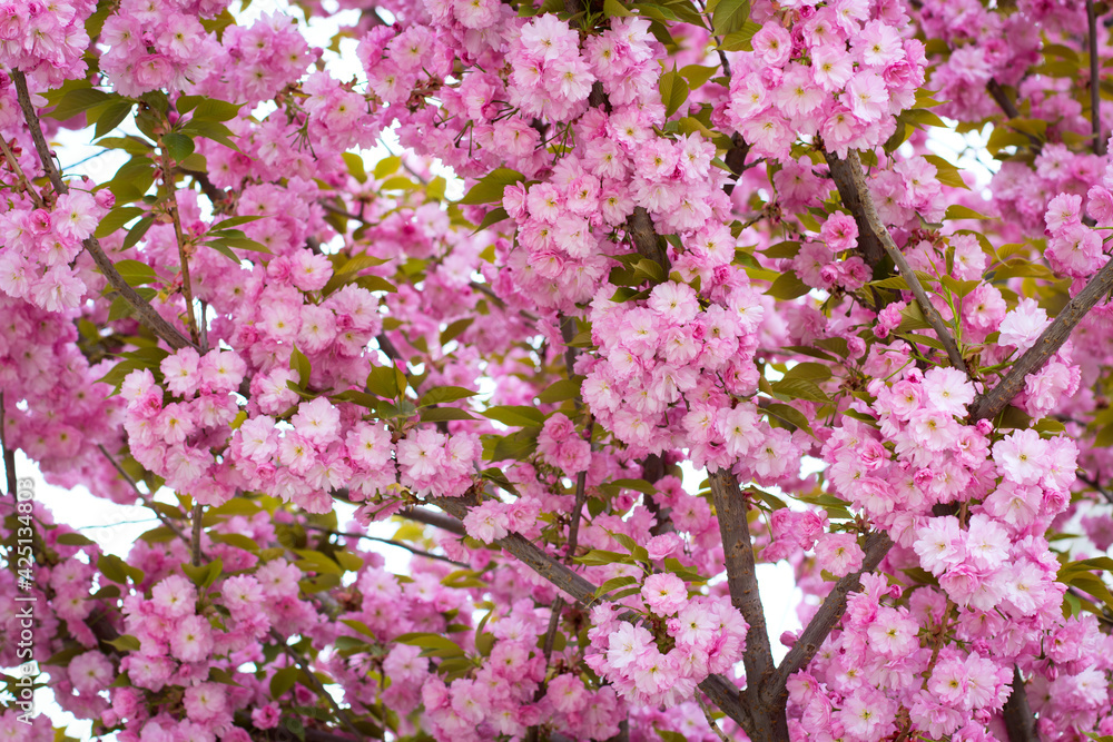 Spring border background with pink blossom, sakura close-up. Blossoming cherry trees in spring,Spring Background. Spring border background with pink blossom, sakura close-up. Blossoming cherry trees in spring,Spring Background.