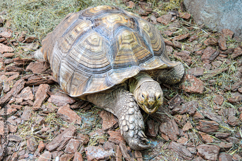 Turtle is moving forward, the zoo Turtle is moving forward, the zoo