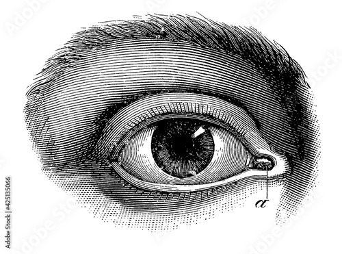 Bild auf Leinwand Eye with its means of protection