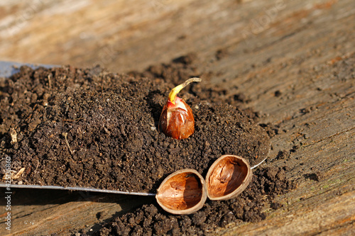 sprouting hazelnuts into earth on the wooden table photo