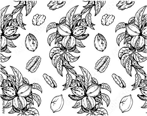 Drawing pattern of pecan nuts with leaves isolated on white background. Line art nut, sketch walnut, engraved leaf, pecan in shell. Food , branch, snack, botanical wallpaper. Vector illustration.