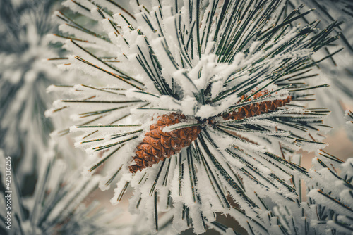 pine cones on the snow
