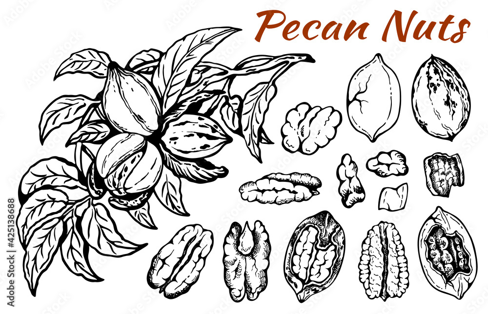 Sketch drawing set of pecan nuts with leaves isolated on white background. Line art nut in shell, textured walnut, botanical, rustic, leaf, plant, organic snack. Vector illustration. Sketch drawing set of pecan nuts with leaves isolated on white background. Line art nut in shell, textured walnut, botanical, rustic, leaf, plant, organic snack. Vector illustration.