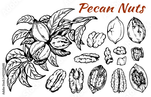 Sketch drawing set of pecan nuts with leaves isolated on white background. Line art nut in shell, textured walnut, botanical, rustic, leaf, plant, organic snack. Vector illustration.