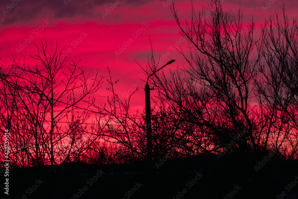 Silhouette of tree branches silhouette against sunset background of orange and pink sky. Beautiful view of the sky. Lonely street lamp