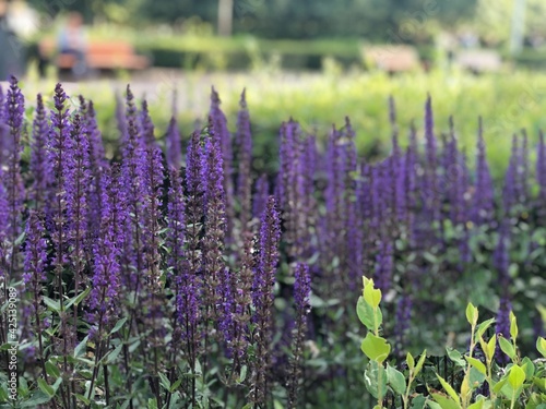 field of lavender