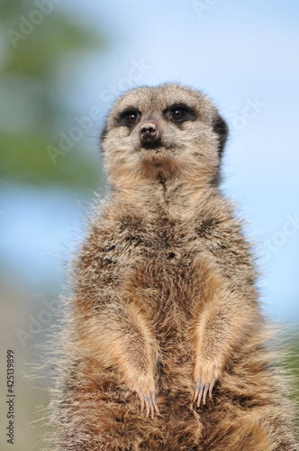 Meercat Lookout