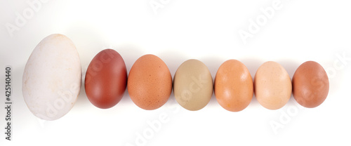 eggs of various sizes and colors