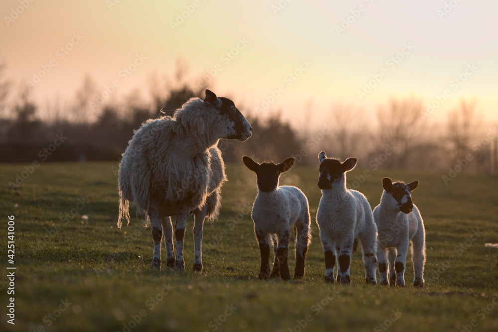 Fototapeta premium Sheep and lambs in a field in spring at dusk, North Yorkshire, England, United Kingdom