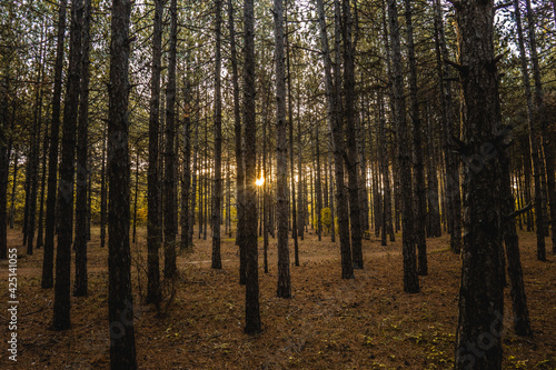 sunrise between trees in a forest