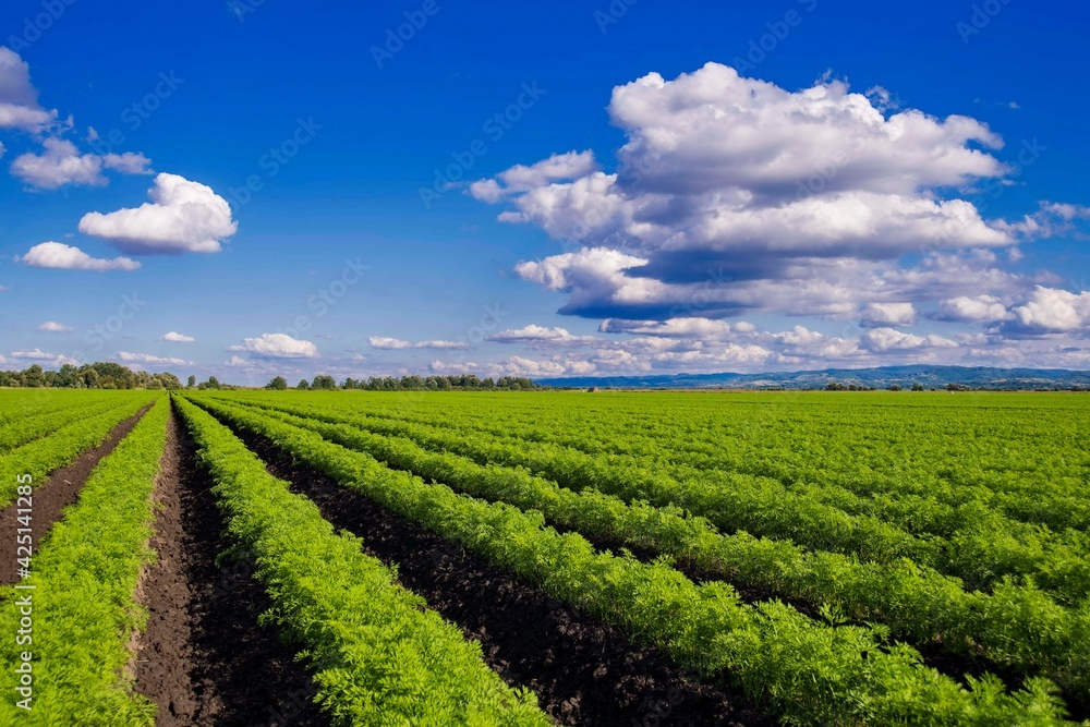 carrot field with blue sky and white clouds