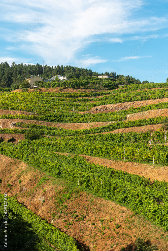 Douro Valley. Vineyards landscape of the Porto wine, near Pinhao village, Portugal