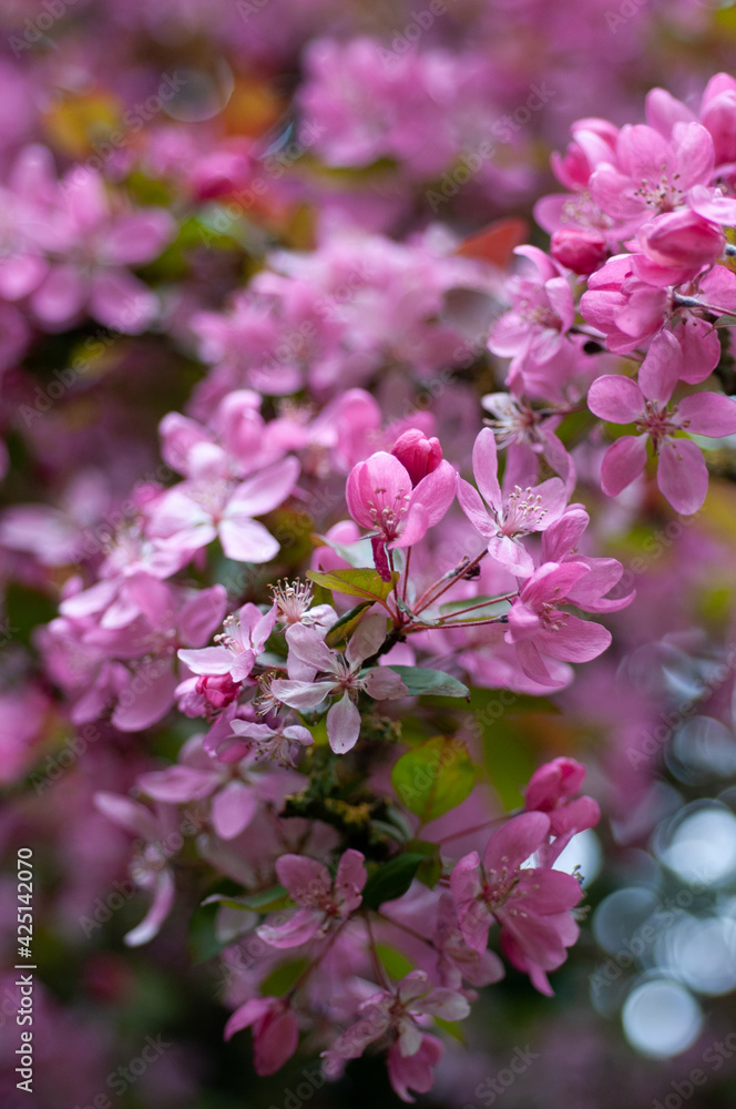 Pink Blossom