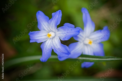 Beautiful spring blue flowers in the meadow © Patrycja