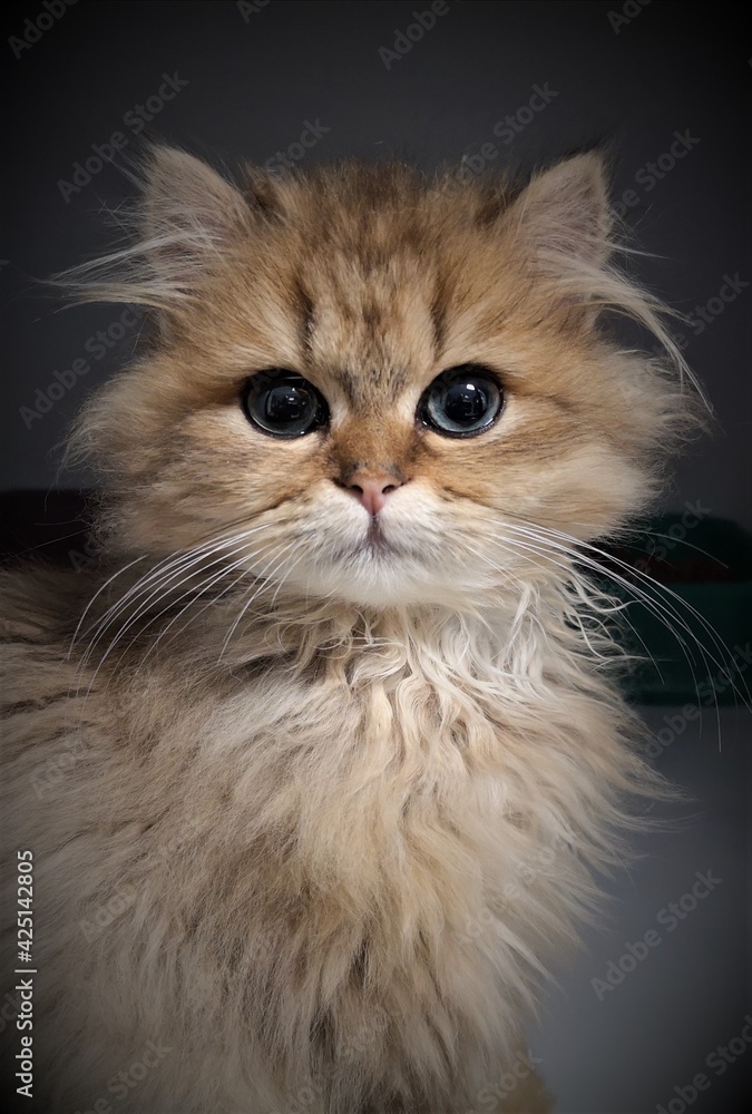 Gato siames marron-blanco