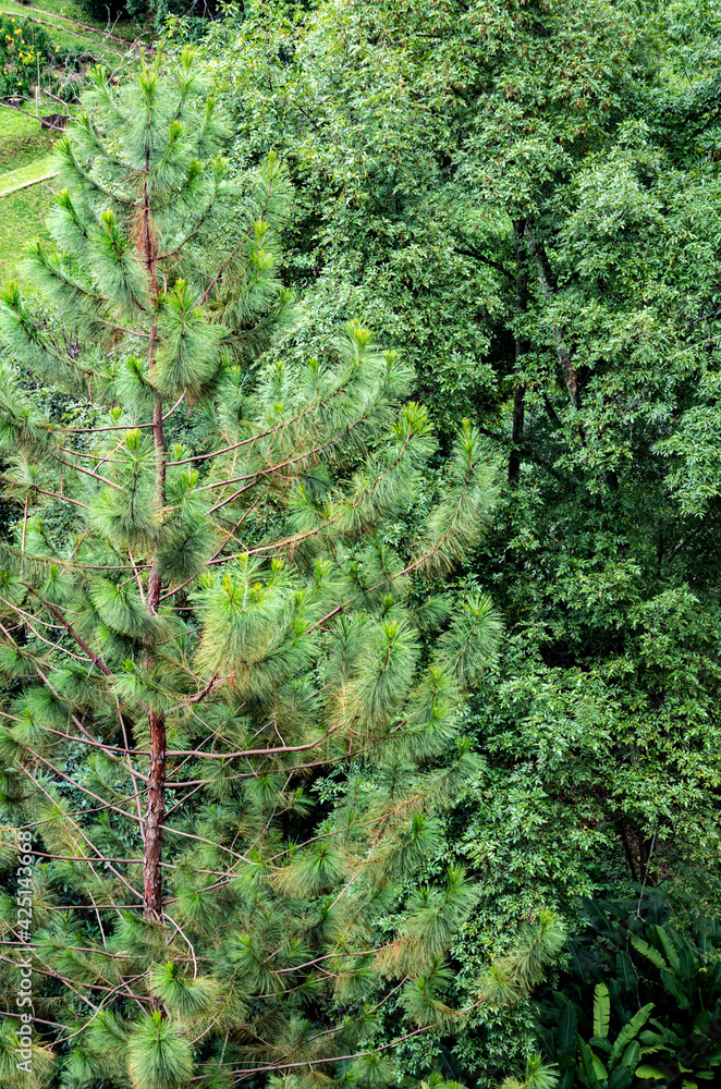 tree and forest tree and forest