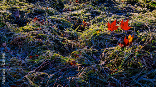 Close-up of the vibrant coloured maple leaves with frost in the morning © Elton