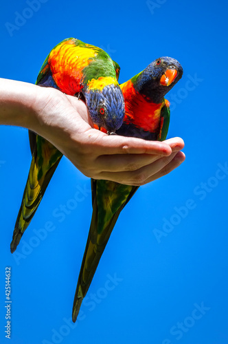 Two birds in the hand