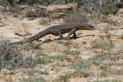 Fényképezés A goanna walks across the dry ground