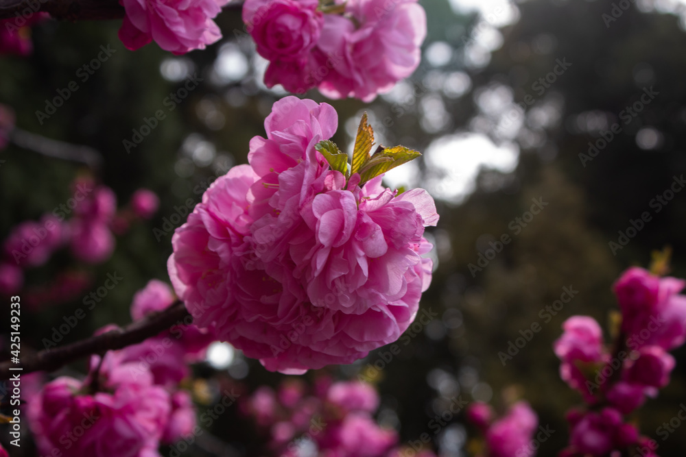 Close Up Beautiful Flower in Imperial City Gardens Close Up Beautiful Flower in Imperial City Gardens