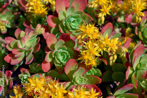 Sedum palmeri or Sedum Compressum Rose or Mexican Hens and Chickens in bloom. photo