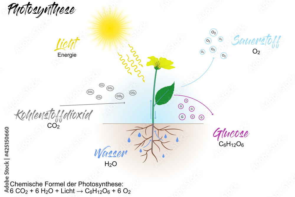 Pflanzen - Photosynthese Stock Illustration | Adobe Stock