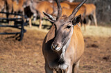 antelope in a safari park