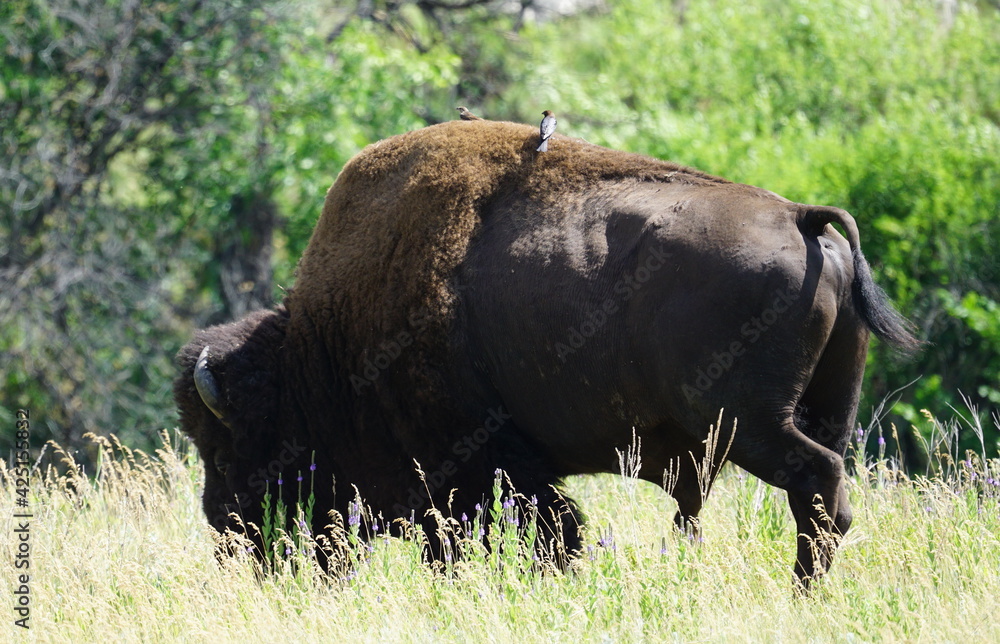 Bison and birds in a meadow Bison and birds in a meadow